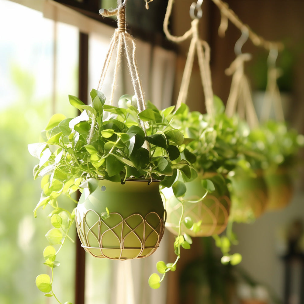 {{ S Shaped Hooks Small Metal for Hanging Plants Mini Ornament Hooks Black Hangers }} - Buy Car Parts Online at {{ Kaka Auto Parts }}.